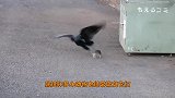 过街老鼠，被喜鹊按在地上摩擦，直接放弃反抗：给个痛快吧