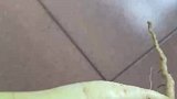 女子买萝卜种子自己种，成熟后居然长弯了