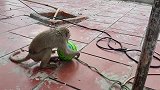 猴子玩球，主人确给它下套