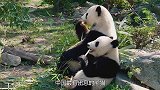 我国最有出息的熊猫，在国外挥毫泼墨，一幅画卖到4000元！