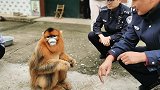 “国宝”金丝猴闯入果园觅食 呆萌可爱引村民围观热情投喂
