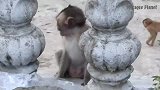 小猴子大声哭泣，呼喊妈妈，猴妈就来了