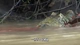 鳄鱼不怕电，生吞电鳗，这时食人鱼闻腥赶来，遇上狠角色了