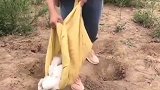 活了这么多年，第一次见这么繁殖兔子的，这就是文盲的可怕！