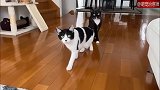 奶牛猫是被施加了时间停止技能吧怎么能做到一动不动的
