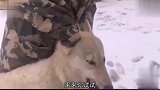 狗：主人等我一下，我也想进城见见世面