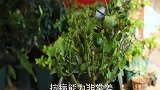 长寿花经常招虫？叶片几天被吃光？教你一招彻底解决虫害