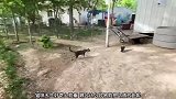 猫咪主动找乌鸦玩耍，乌鸦则是见到它就跑走，不想见到它