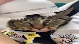 猫咪：主人花1800买的按摩仪，力道刚刚合适