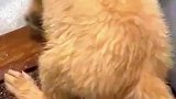 主人家里被水淹没了，狗子想下床差点游走被主人一把抓回！