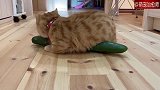 主人在地上放了一条黄瓜，猫咪过来抱着就啃了起来！