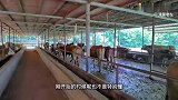 新手刚开始还是不要养母牛，因为养母牛真的没有想象中的那么简单