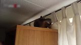 猫咪在做什么啊，还准备爬到窗帘上，来捉迷藏吗