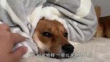 铲屎官买了个新玩具，猫和狗看到后，举动要笑岔气了