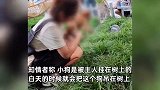 小狗被倒挂树上遇路人解救，知情者：狗主人挂的，想用这样的方式卖它