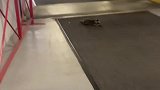 小浣熊从上面掉了下来哇哇大哭