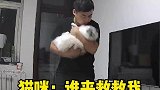 养猫人的真实状态是这样的吗，猫，谁来救救我
