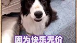 世界上犬种智商第一的萌犬！