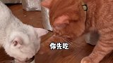 小公猫不会点技能怎么撩小母猫呢？！猫咪的迷惑行为 橘猫 治愈猫咪