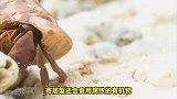揭秘寄居蟹的独特饮食-你知道它们喜欢吃什么吗？