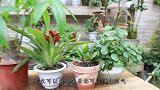 4种植物养眼寓意好，家里养上几盆，能消遣还好养