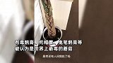 花盆中意外长出蘑菇，男生辛苦养大准备加餐，一查品种直冒冷汗