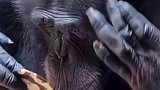 黑猩猩被自己的盛世美颜惊呆