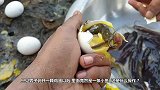 鸡蛋孵化出小鱼小哥敲碎蛋壳，便露出一条条的鱼苗！