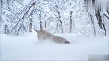 冰天雪地老鼠不管藏得有多深，猞猁只要一招就能将老鼠挖出来