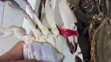 这才是真的青岛大母蟹