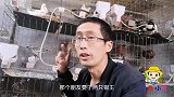 去鸽场逮一只银王鸽，发现一对好看的鸽子，是啥鸽子，给网友看看