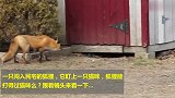 狐狸闯入民宅遇上一只猫咪，狭路相逢，谁更厉害