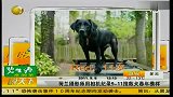 荷兰摄影师用相机纪录9-11搜救犬暮年模样