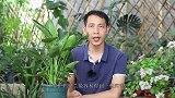 10月养鹤望兰，要着重预防1种病，尤其是家庭养护