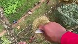 摘榴莲也有失败的时候
