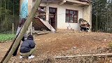 两只母老虎欺负一条狗？