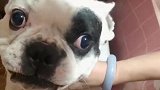 狗子：还是算了吧，这母老虎不敢惹！