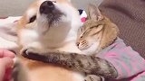 网友家感情超好的柴柴和猫猫，有点被虐到。猫猫：别碰我的狗