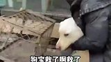 多名爱犬人士集资，从狗贩子手中解救多只待宰的狗