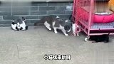 喵星人和汪星人两家互怼，太搞笑了