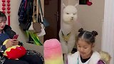 羊驼冰棍抢妞妞的棉花糖！