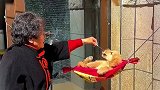 狗子在家独得奶奶宠爱，躺在吊床上吃水果