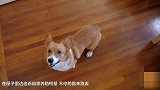 当柯基遇到了尖叫鸡 它的反应简直笑死人了