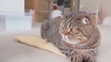 猫咪奇怪的占有欲，对毛巾爱不释手，结果被主人套路了