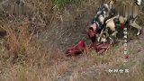 鬣狗抢夺非洲野犬的猎物，鬣狗太贪心遭到野犬的报复