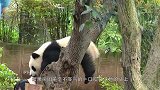 熊猫在日本太嚣张，竟成了动物园小霸王，碰到女饲养员就求抱抱