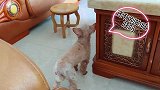 妈妈假装没看到小泰迪一直叫猜猜的名字，猜猜觉得铲屎官又犯病了