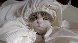 猫咪躲在被子里生气的样子，太好笑了！