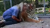 这只老虎每日最大的乐事就是把主人捉到怀里，搂着睡觉！