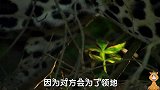 鳄鱼的噩梦第一集，争夺领地美洲豹大打出手，胜者掌控这里河流